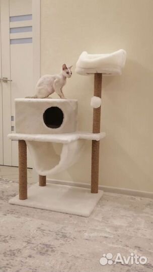 Девон-рекс кошка