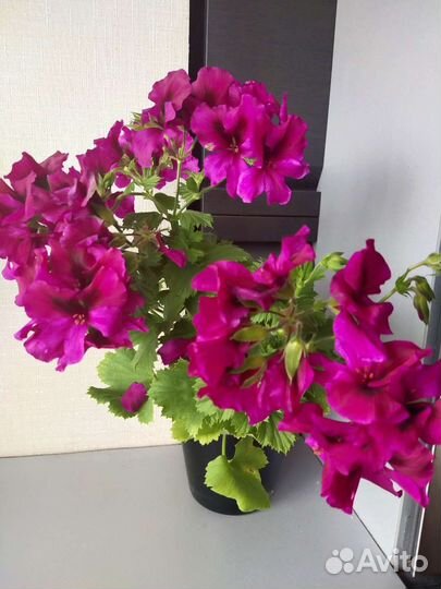 Олеандр. Герань. Пеларгонии. Рэо. Комнатные цветы