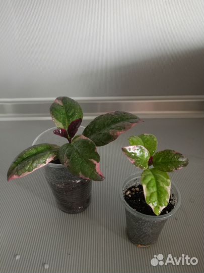 Комнатные растения