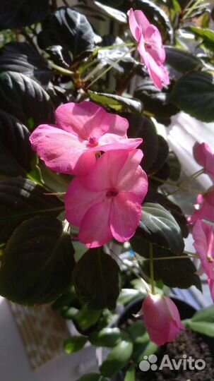 Бальзамин комнатный