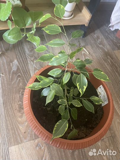 Фикус бенджамина