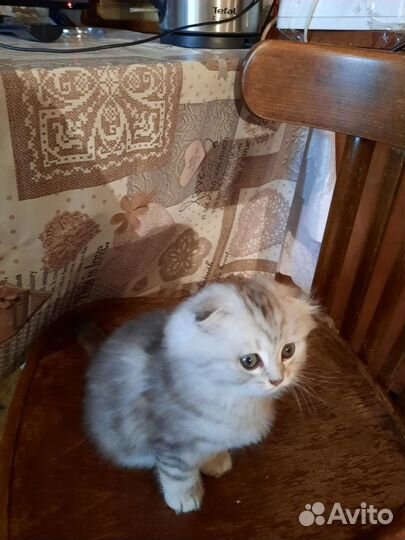 Шотландские котята