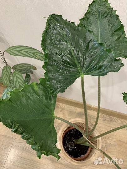 Алоказия триангулярис, гагеана вар