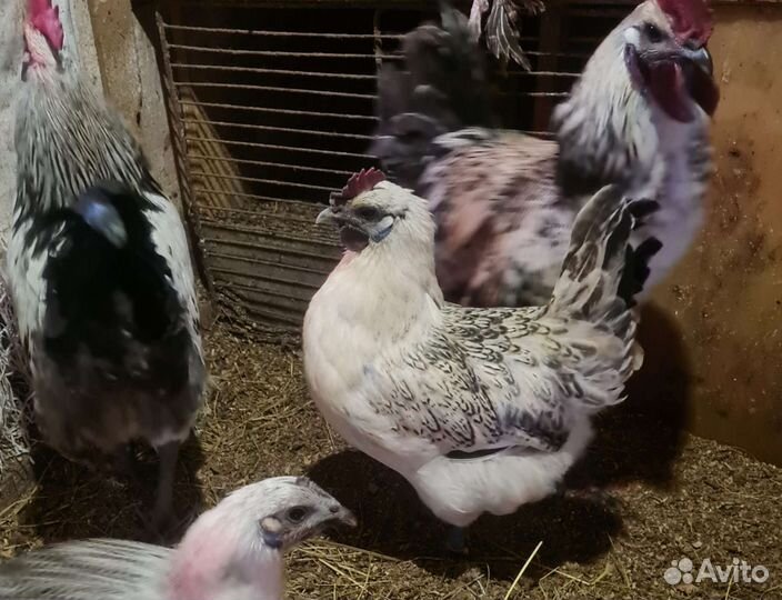 Инкубационное яйцо