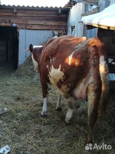 Корова стельная