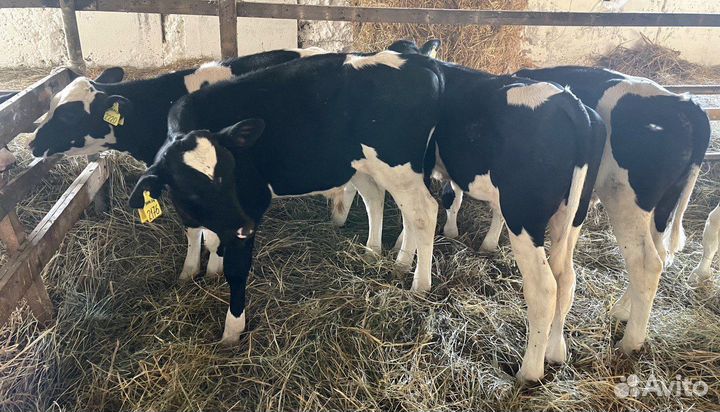 Телята: бычки и телки 1,2,3 мес Холмогоры Голштины