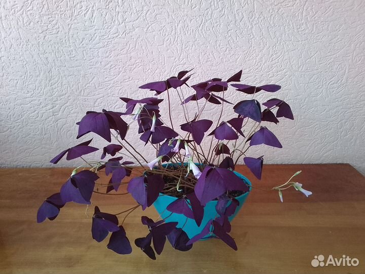 Оксалис или кислица фиолетовая