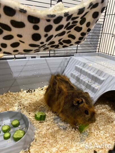 Морская свинка