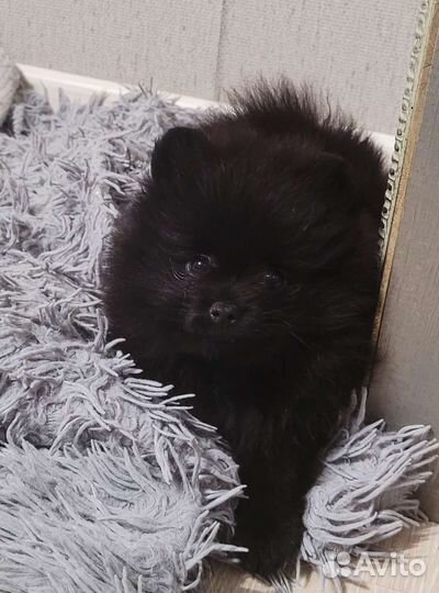 Померанский шпиц