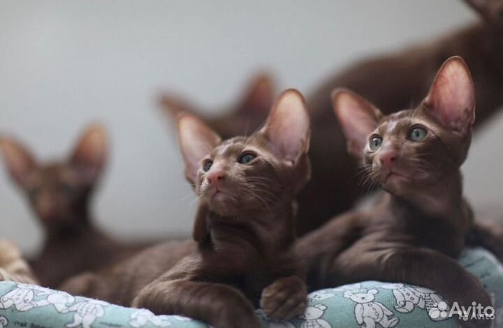 Циннамончики