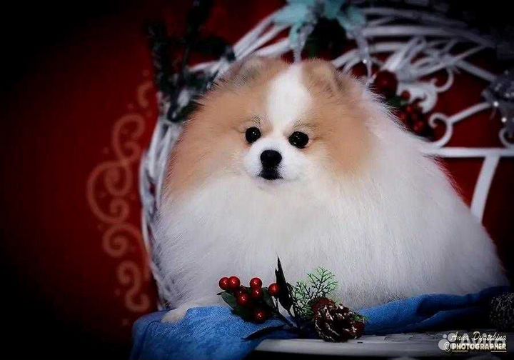 Кобель на вязку