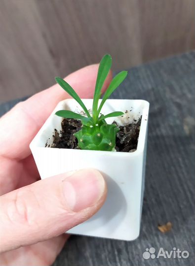 Суккуленты