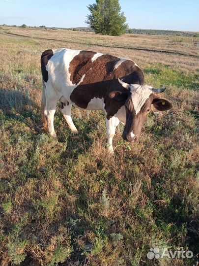 Продам Корову