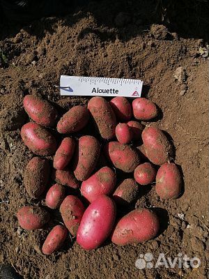 Семенной картофель Алуэт