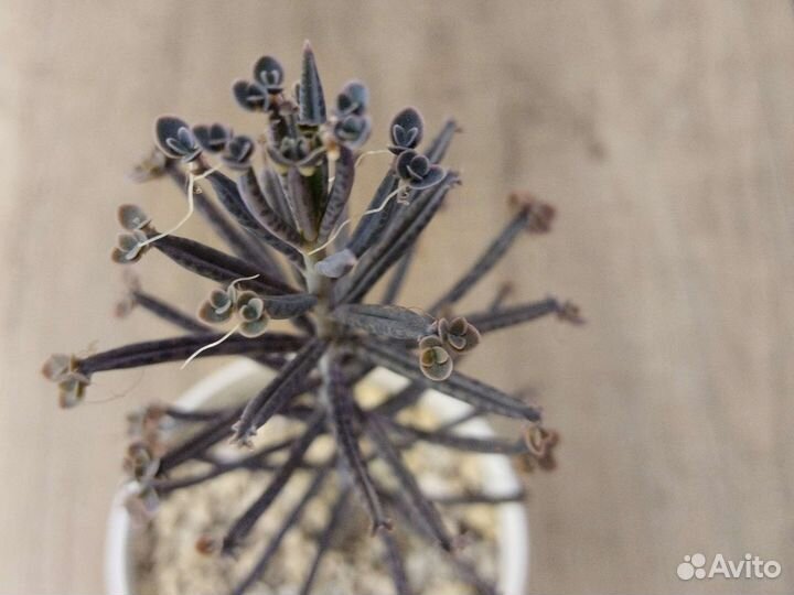 Каланхоэ трубкоцветное (тубифлора)