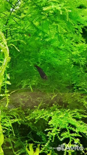 Аквариумные креветки