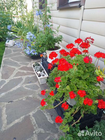 Пеларгония герань