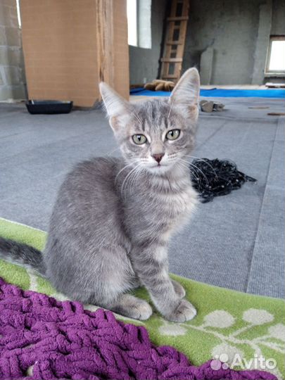 Красивые котята