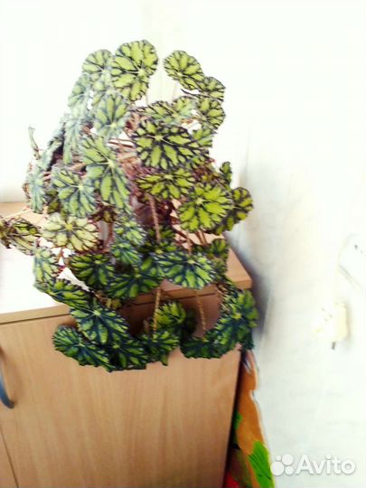 Комнатные домашние растения