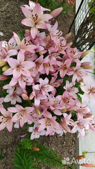 Лилии 2-3 годовалые на цвету сейчас 09.07.23