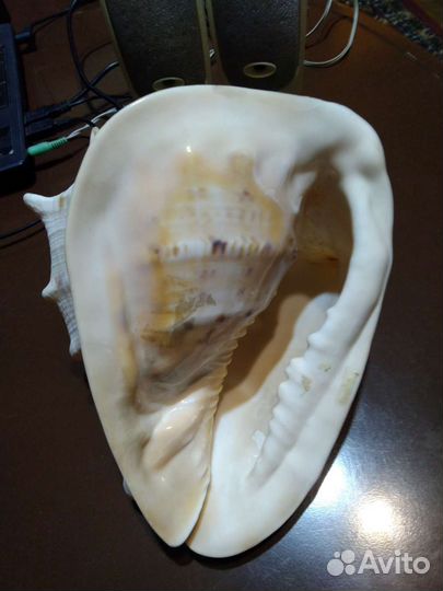 Ракушки, раковины, камни морские, декор, ассорти