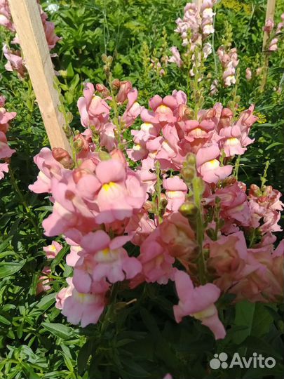 Букеты и срезка на заказ