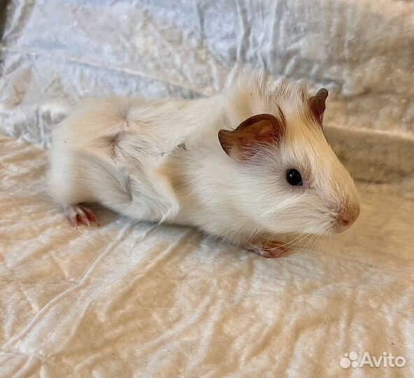 Морские свинки малыши