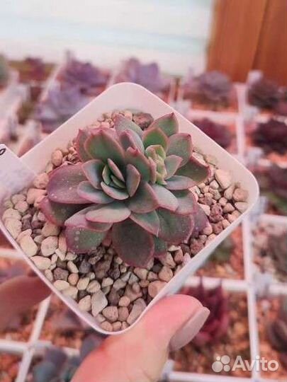 Здоровые эхеверии по 200
