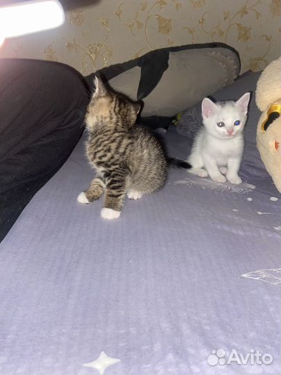 Отдаю в добрые руки котенка