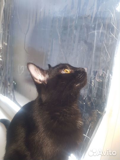 Отдам кота в добрые руки