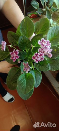 Фиалки цветущие в горшке