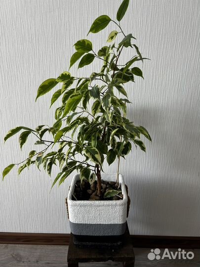 Фикус бенджамина