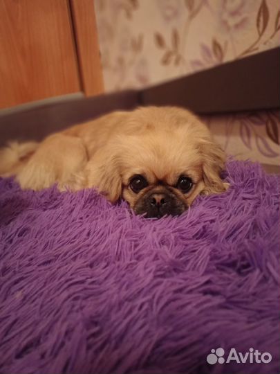 Вязка пекинес