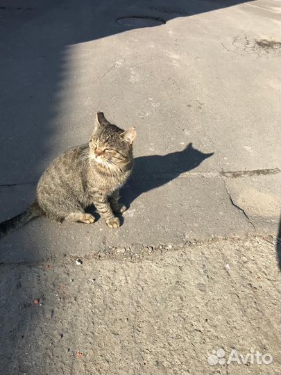 Отдам кота в добрые руки