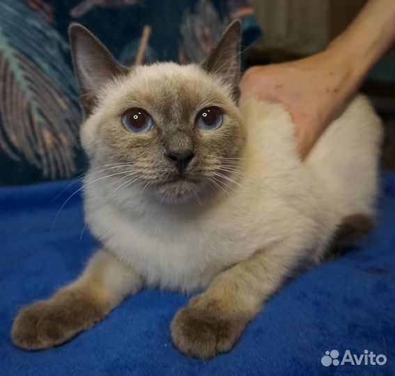 Тайские котята сил/блю пойнт разных возрастов