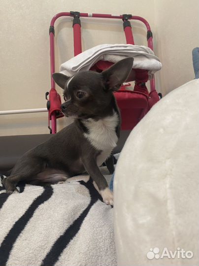 Вязка Чихахуа