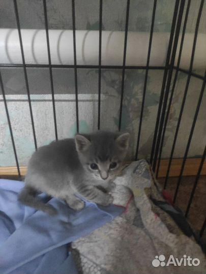 Котята в добрые руки бесплатно