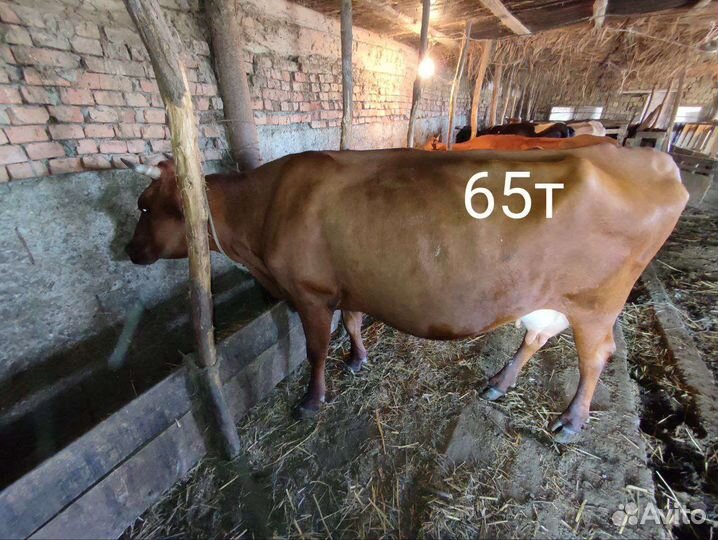 Коровы дойные породистые