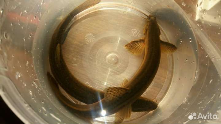 Малёк Вьюна Почистить дно водоема Доставка