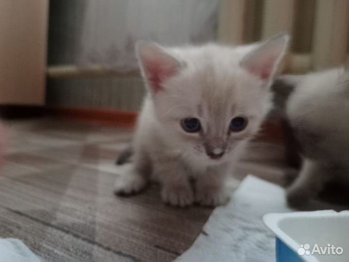 Котята в добрые руки бесплатно