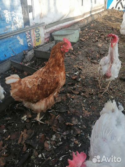 Куры несушки