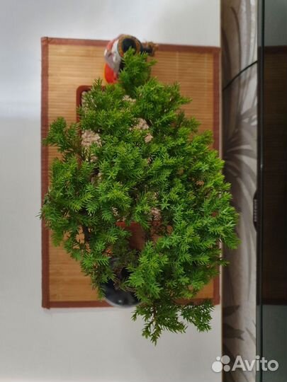 Бонсай из можжевельника