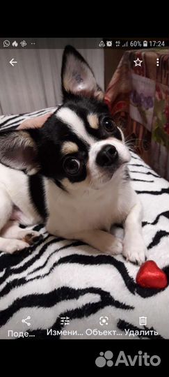 Вязка Чихуахуа