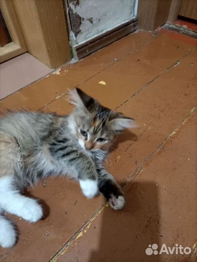 Котята в добрые руки девочки