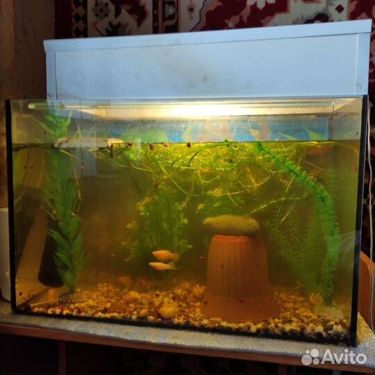 Аквариум