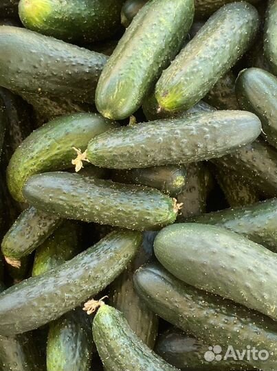 Огурцы
