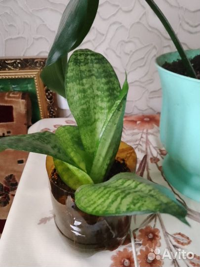 Сансевиерия комнатный цветок