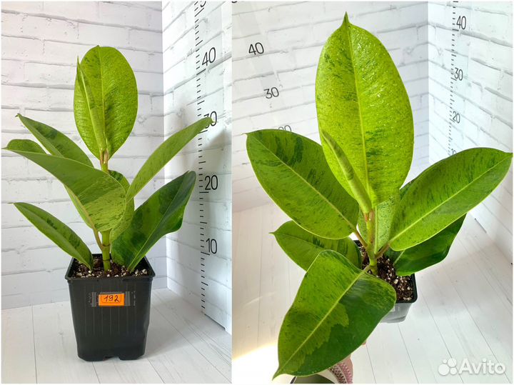 Фикусы Шривериана обн 29 июня