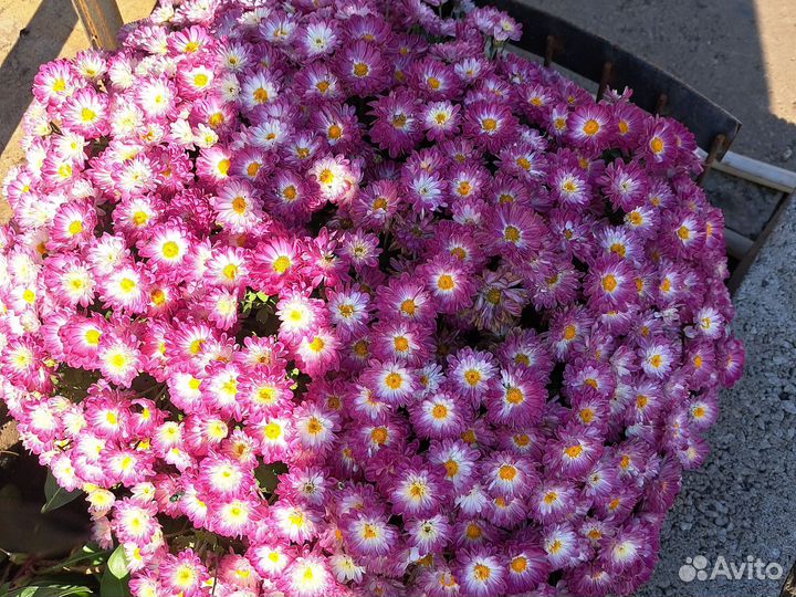 Хризантемы мультифлора