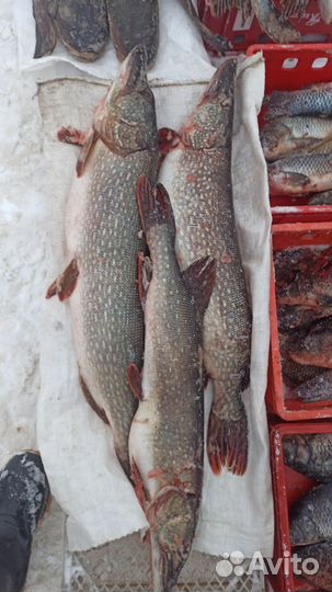 Свежая рыба